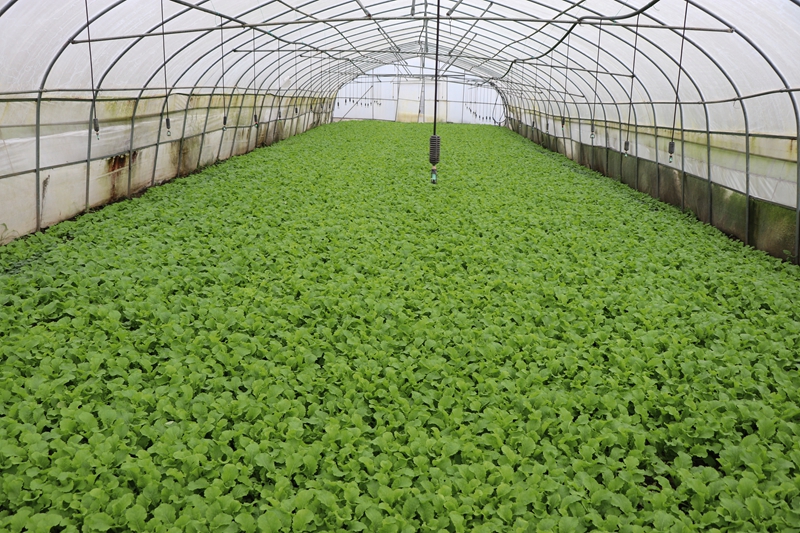 對(duì)坡鎮(zhèn)中心村大棚內(nèi)蔬菜長勢(shì)喜人 劉娟 攝.JPG