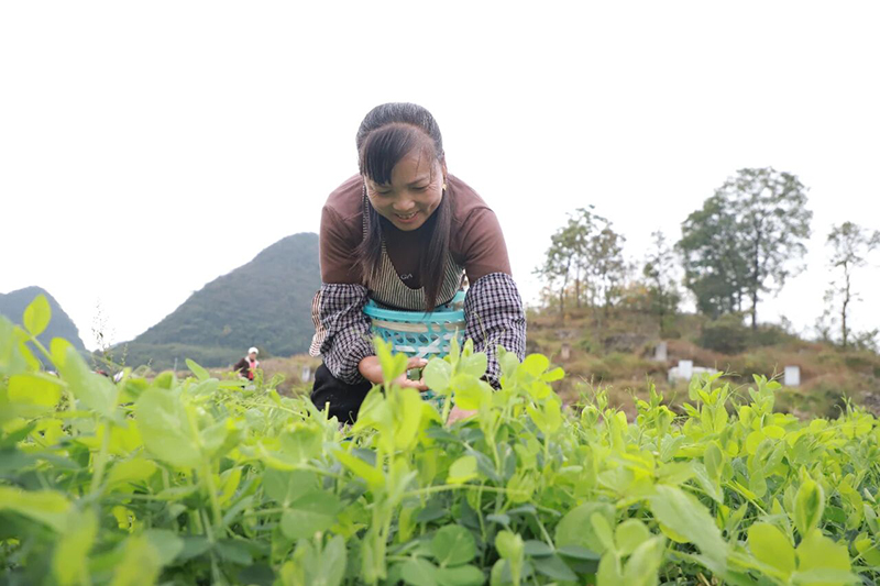 村民正在采摘豌豆尖。