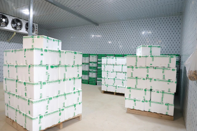 打包好待運輸的豌豆尖。