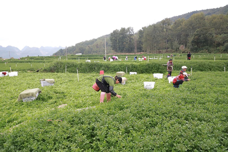 后寨村西洋菜采收現場。