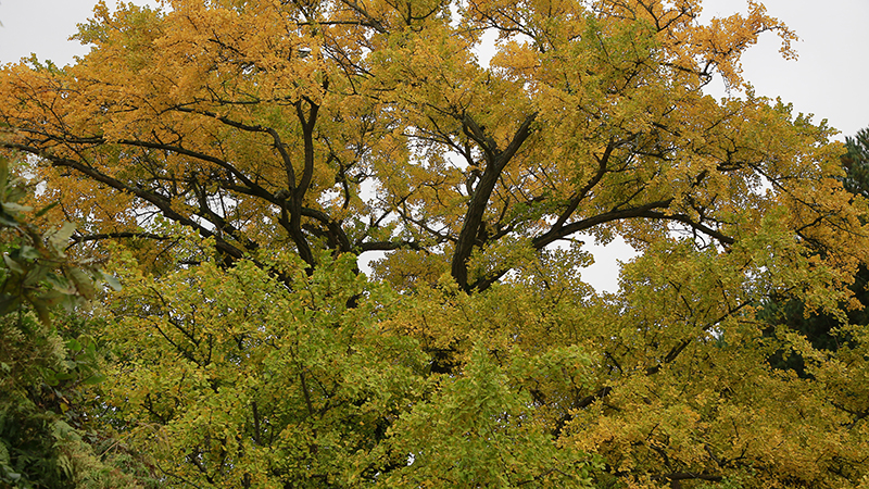 龍山村四百年古銀杏樹尖。姜繼恒攝