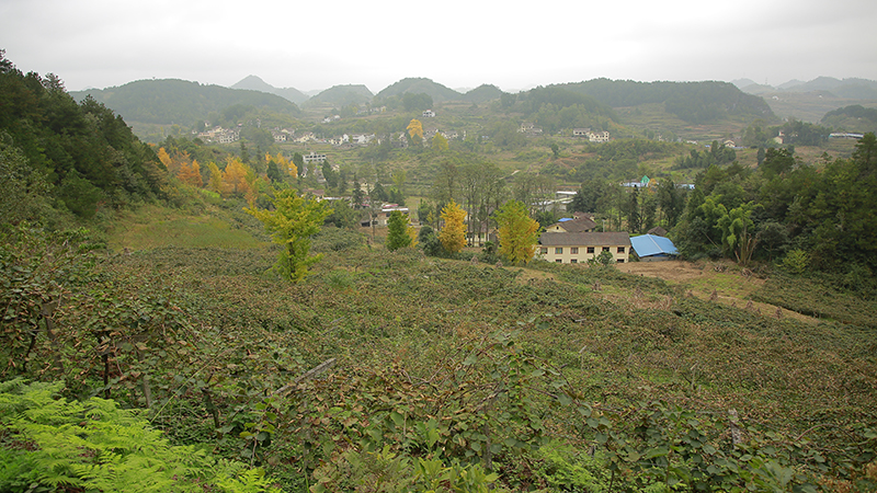 龍山村村貌一角。龔江燕攝