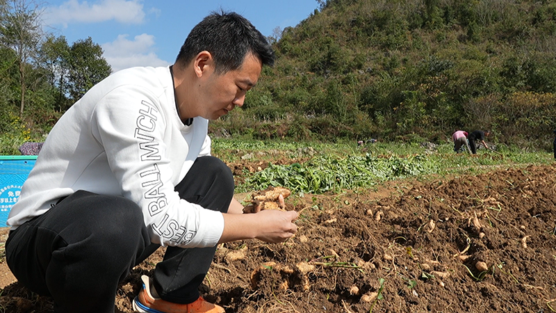安順經開區幺鋪鎮張勝村紅薯試種喜獲豐收。