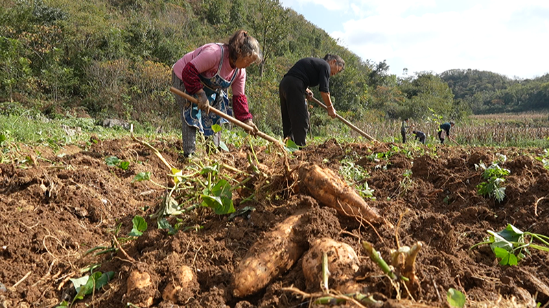 安順經開區幺鋪鎮張勝村紅薯試種喜獲豐收。