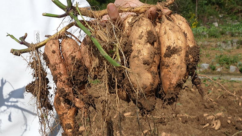 安順經開區幺鋪鎮張勝村紅薯試種喜獲豐收。