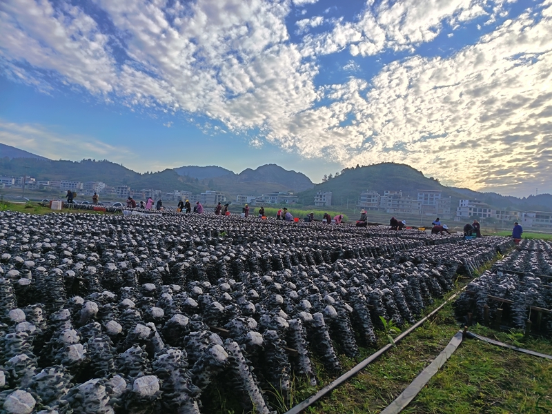 松桃普覺“稻耳”種植基地，村民忙于采收木耳。