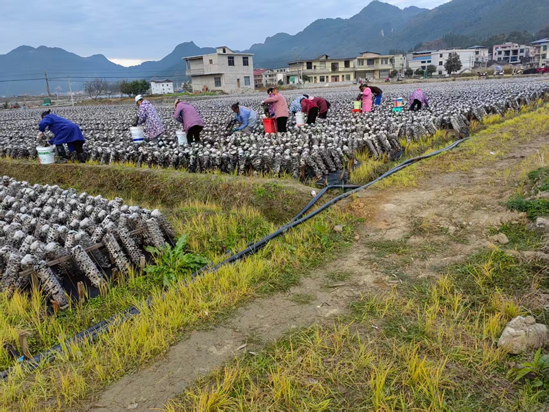 松桃普覺“稻耳”種植基地，村民忙于采收木耳。