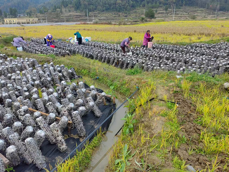 普覺“稻耳”種植基地，村民忙于采收木耳。