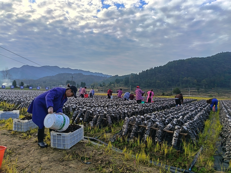 松桃普覺“稻耳”種植基地，村民們穿梭菌棒間采收木耳。