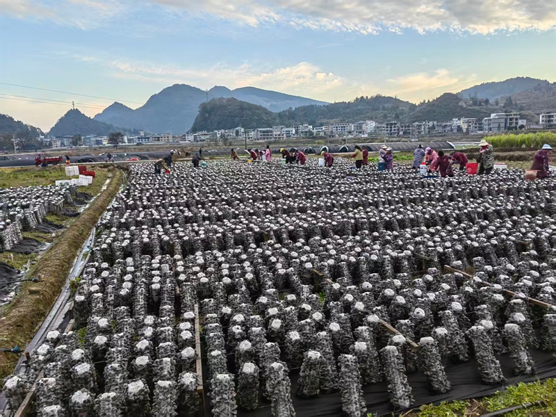 松桃普覺“稻耳”種植基地，村民忙于采收木耳。