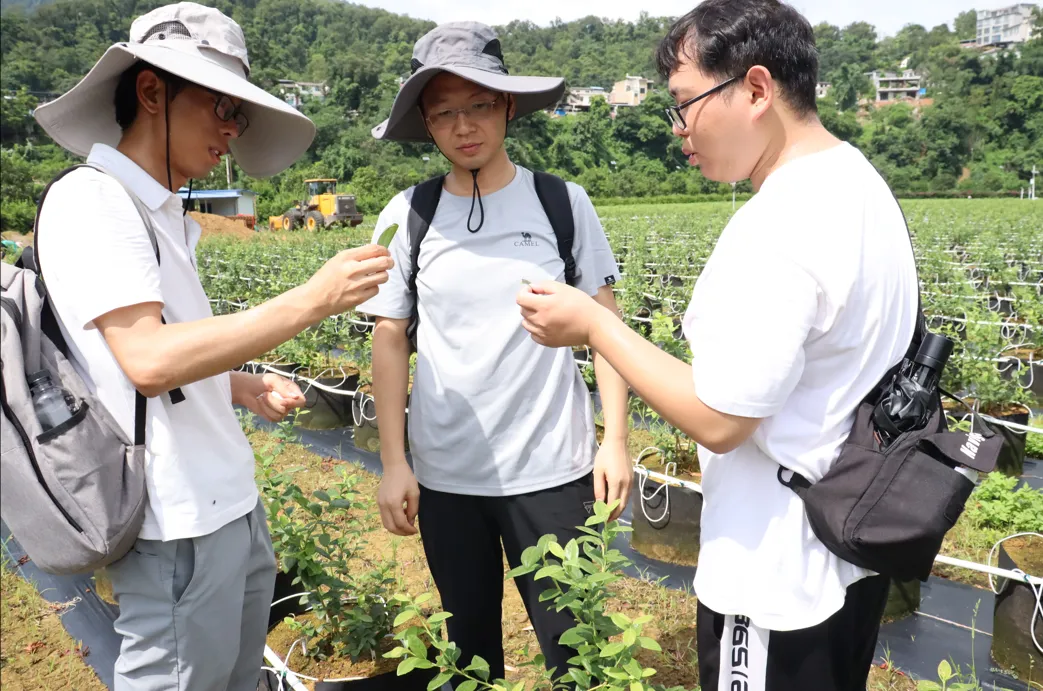 貴州冊亨糯米蕉科技小院開展病蟲害調查工作。