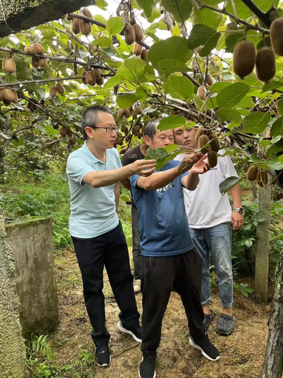 柏松(左一)在修文獼猴桃科研試驗示范基地進行技術指導。