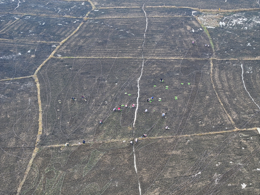 昊禹?稻花鄉里。
