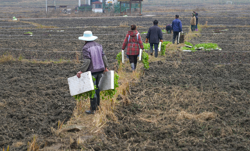 昊禹?稻花鄉里。