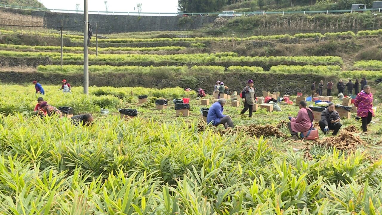 村民正在采收生姜。
