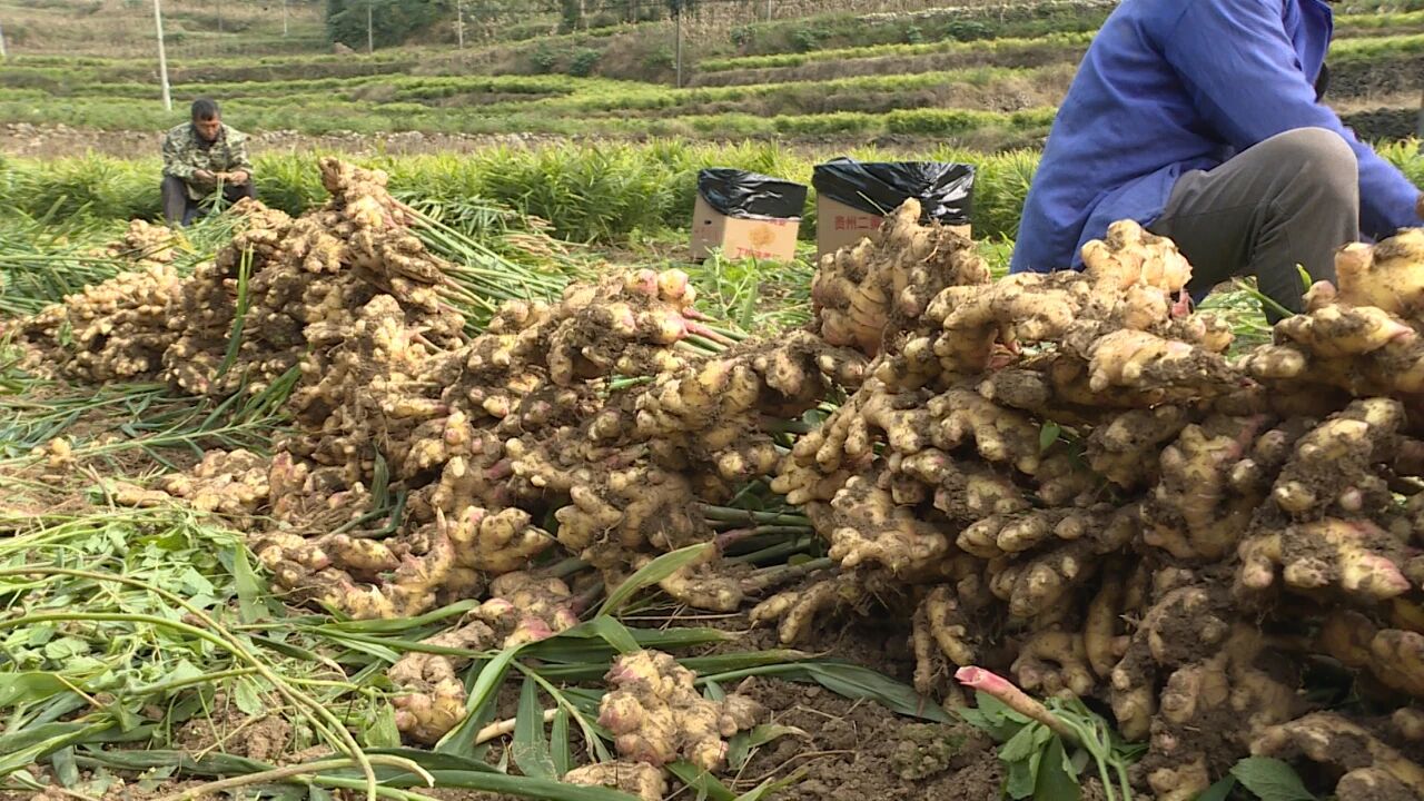 生姜喜獲豐收。