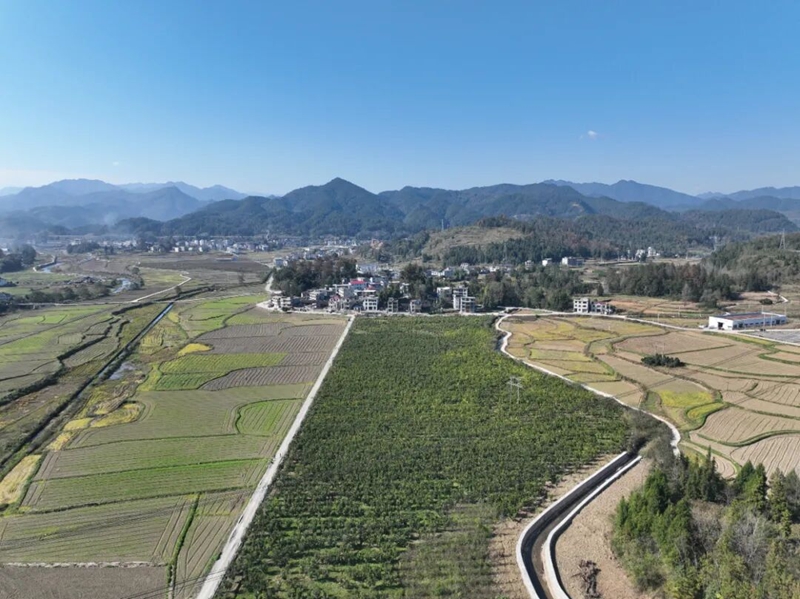 松桃安山村： 香柚滿枝頭 產(chǎn)業(yè)促振興。