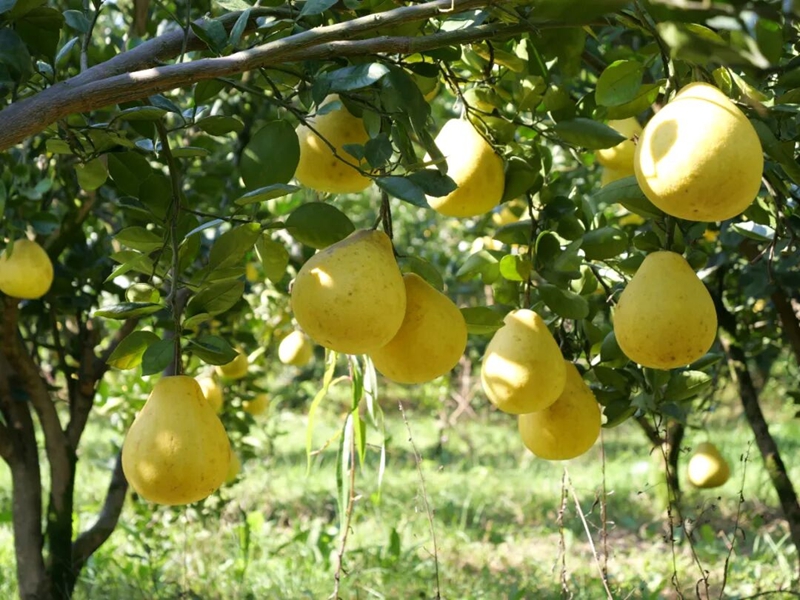 松桃安山村： 香柚滿枝頭 產(chǎn)業(yè)促振興。