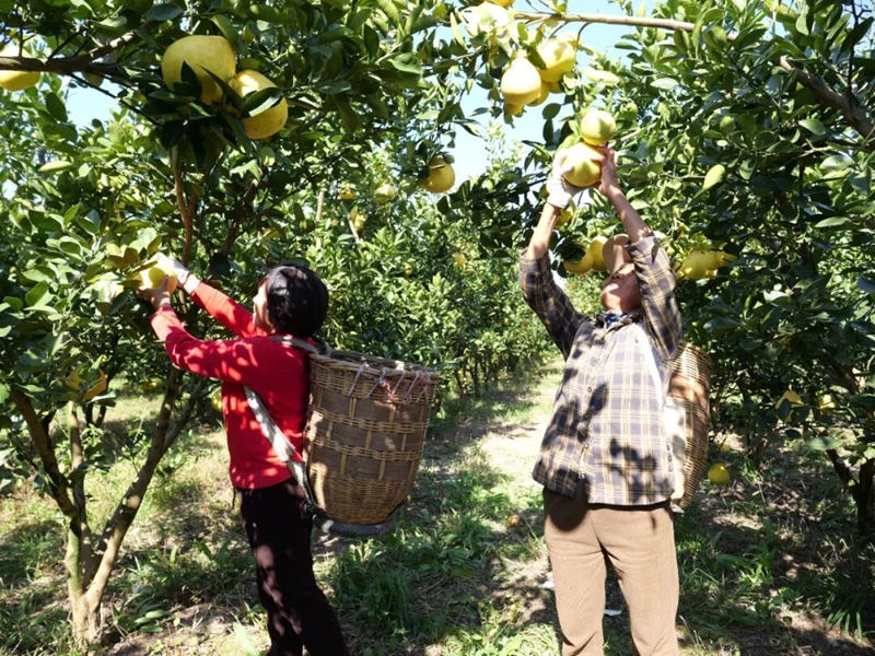 松桃安山村： 香柚滿枝頭 產(chǎn)業(yè)促振興。