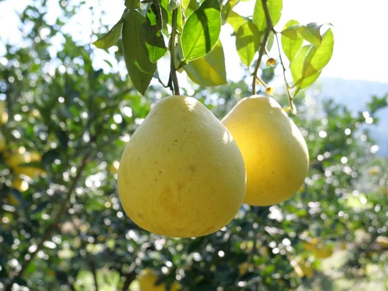 松桃安山村： 香柚滿枝頭 產(chǎn)業(yè)促振興。