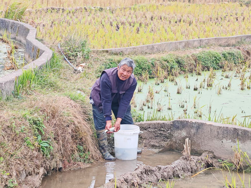 施秉縣雙井鎮村民將領的魚苗放到田里。