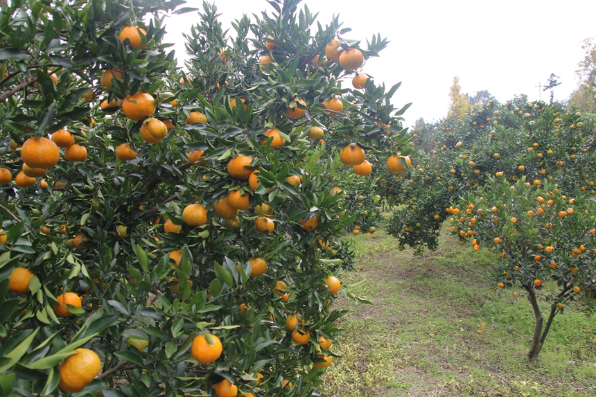 圖為:果園內(nèi)成熟的椪柑