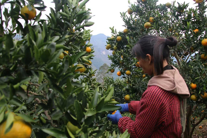 果農(nóng)正在采摘成熟的椪柑。