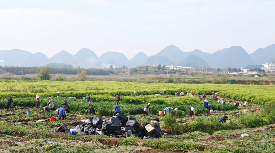 “田間課堂”解鎖小黃姜高產密碼。