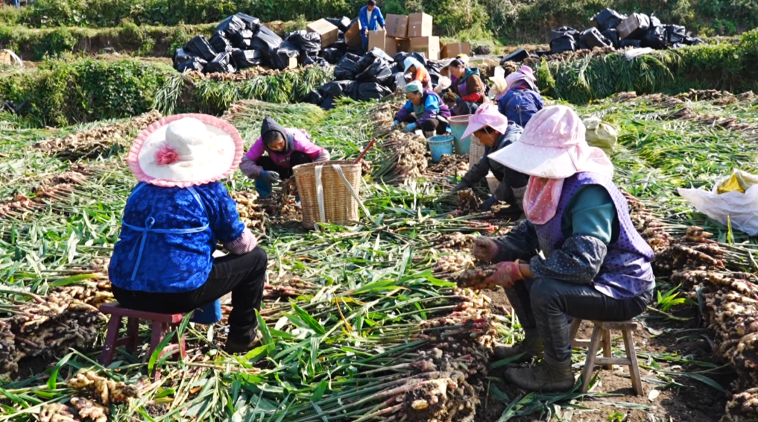 “田間課堂”解鎖小黃姜高產密碼。