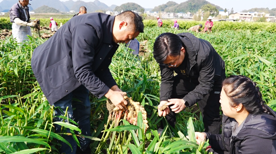 “田間課堂”解鎖小黃姜高產密碼。