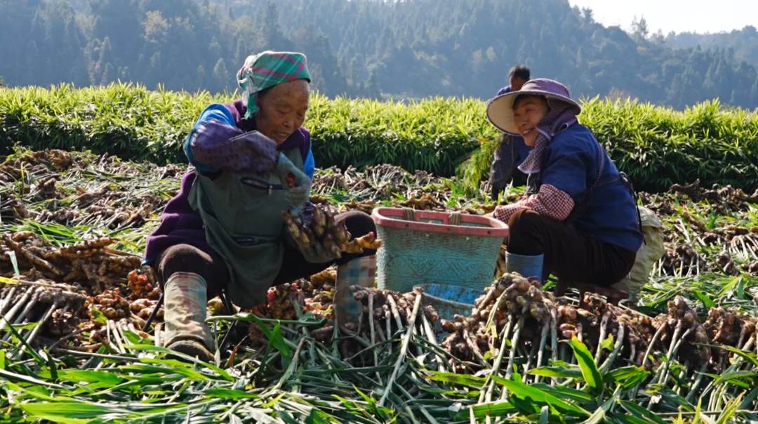 “田間課堂”解鎖小黃姜高產密碼。