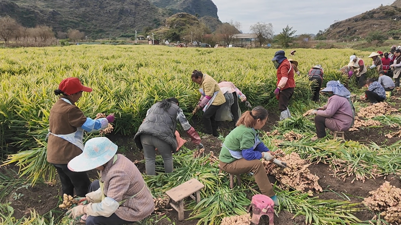村民們嫻熟的在地里挖姜、修枝分揀。.jpg