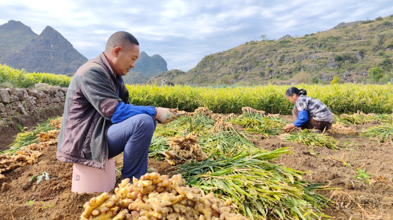 村民們嫻熟的在地里挖姜、修枝分揀。.jpg
