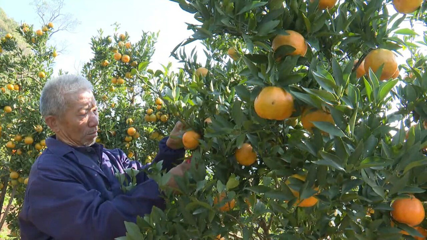 1 圖為果農正穿梭在果樹間，手持剪刀小心翼翼地剪下成熟的果實