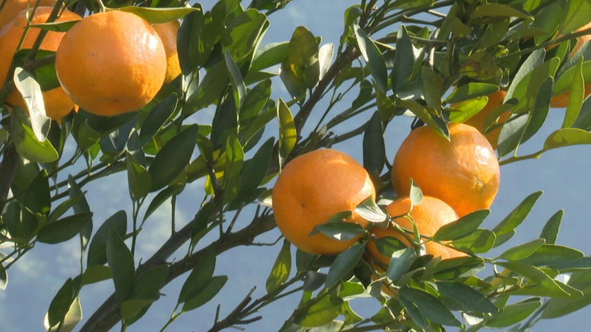 圖為走進(jìn)果園，一個個飽滿的椪柑早已掛滿枝頭。