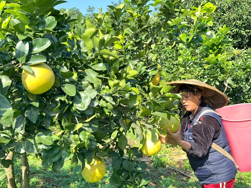 松桃青山村：深耕特色產(chǎn)業(yè) 賦能鄉(xiāng)村振興。