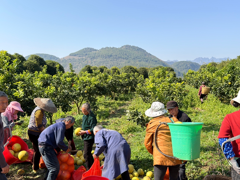 松桃青山村：深耕特色產(chǎn)業(yè) 賦能鄉(xiāng)村振興。