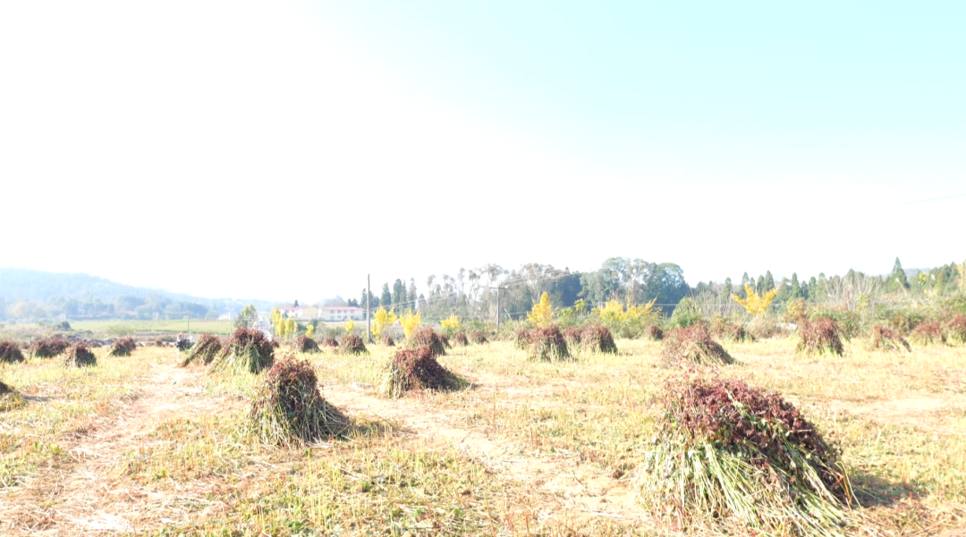 小蕎麥鏈出大產(chǎn)業(yè)。