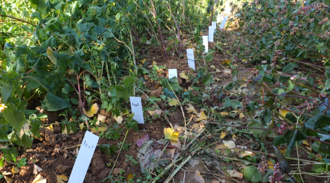 小蕎麥鏈出大產(chǎn)業(yè)。