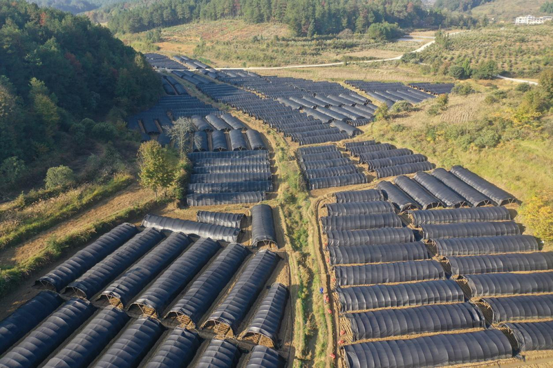 玉屏自治縣朱家場鎮魚塘村丁家屯羊肚菌種植基地。