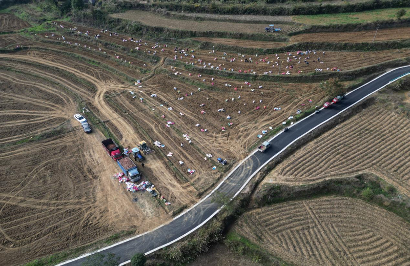 玉屏自治縣朱家場鎮詹家坳村紅薯種植基地。