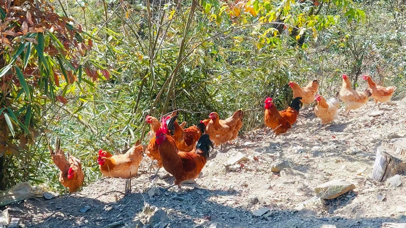 松桃雞爪社區成群跑山雞在林中穿梭覓食。