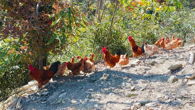 松桃雞爪社區成群跑山雞在林中穿梭覓食。
