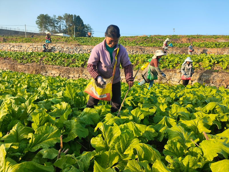 1 圖為村民們正忙著對羊角菜進行秋季管護.jpg