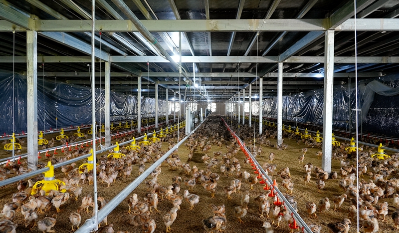 肉雞雞苗。代勝強  攝.jpg