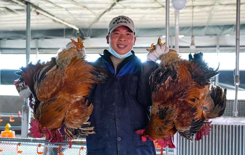 肉雞出欄。陸勁松 攝.jpg