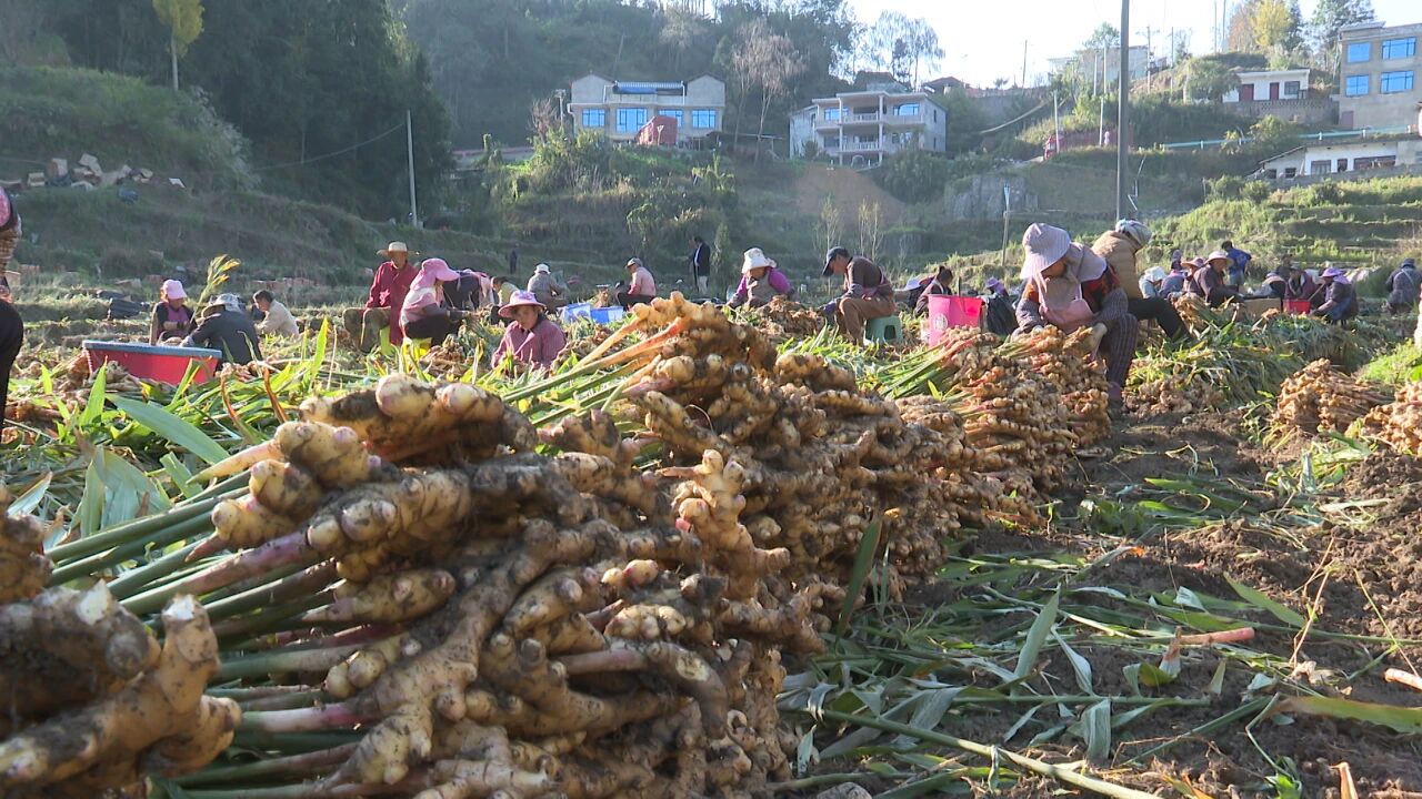 生姜豐收。