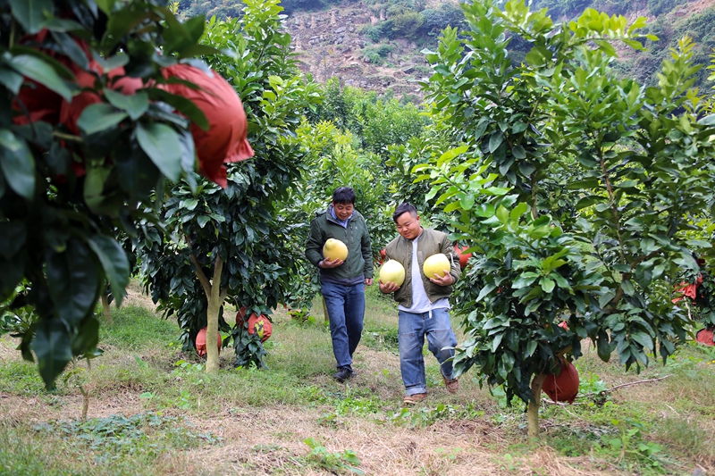 在威寧自治縣金鐘鎮新巖村柚子種植基地，游客在園中體驗采摘柚子。彭凱攝