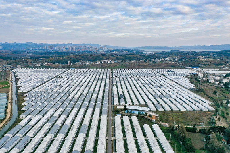 在威寧自治縣草海鎮同心社區招商局集團援建的大棚蔬菜基地一角。趙慶能攝