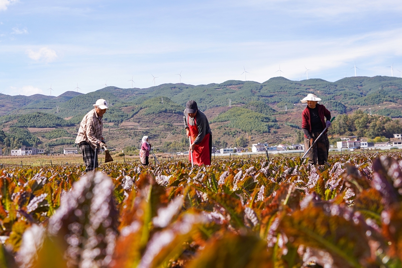 在威寧自治縣雙龍鎮水潮社區蔬菜種植基地，務工群眾在給紅萵筍除草。趙慶能攝